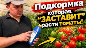 Томаты не растут в холодной земле? Подкормите их фосфором через лист!