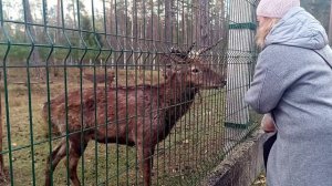 Беловежская  пуща. Часть 3.