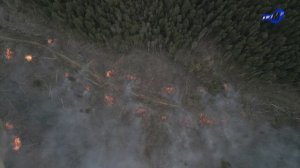 Более 80 работников лесхоза дежурили ночью на границе с Украиной из-за угрозы лесного пожара