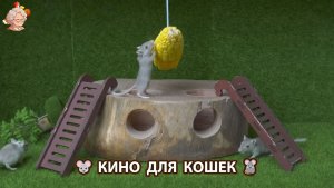 Видео для кошек про крысок развлекать питомцев 🐭🐀😂 (527)