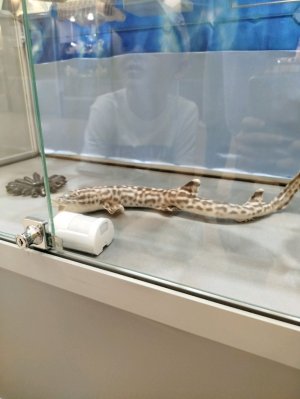 как у нас дистанционка