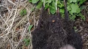 РАССАДА СМОРОДИНЫ, СУПЕР СОРТ,  чёрная и крассная, также будет и смородина.