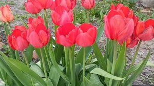 Влог. Работаю, сажаю.🌷🌷🌷🌷🌷