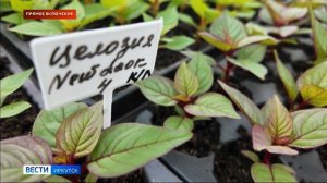 В теплицах «Горзеленхоза» десятки тысяч растений набирают силу