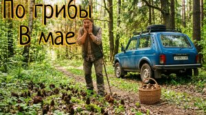 Первые грибы весны — сморчки: поход в лес в мае 2026