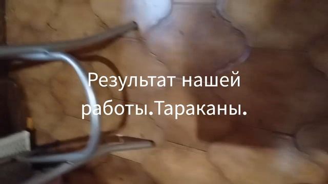 Уничтожение тараканов.Дезинсекция.