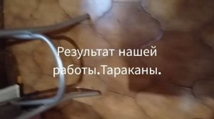 Уничтожение тараканов.Дезинсекция.