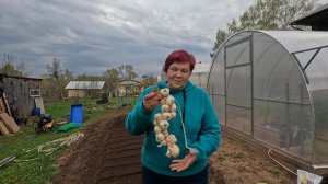 Такой ЧЕСНОК на ВЕС ЗОЛОТА!! Посадка САМОГО ВКУСНОГО ЯРОВОГО ЧЕСНОКА !!