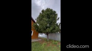 Пиголи