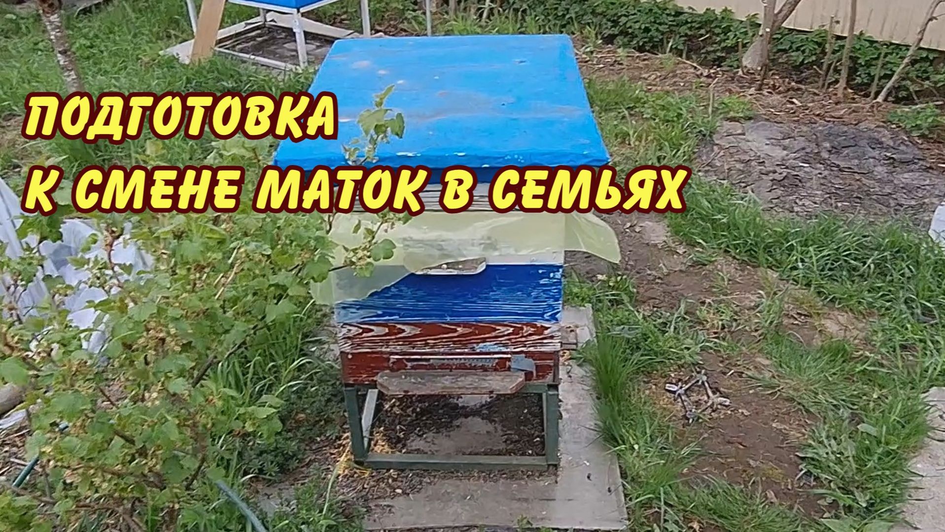 пчеловодство подготовка к смене маток в семьях