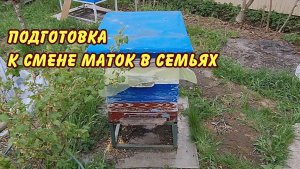 пчеловодство подготовка к смене маток в семьях