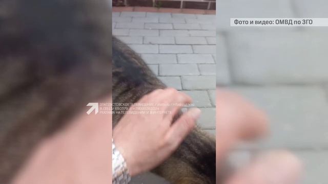 В затянувшемся конфликте между соседями пострадало домашнее животное смотреть онлайн