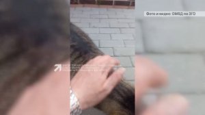 В затянувшемся конфликте между соседями пострадало домашнее животное