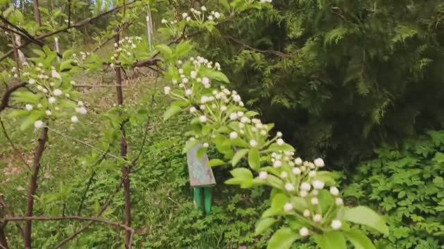 Вечерком в садочке...