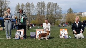 03.05.2026, СПб. Клуб «Глэд». Выставка собак САС 9 группы FCI