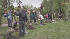 В Серпухове посадили деревья в сквере им. Николая Калинина