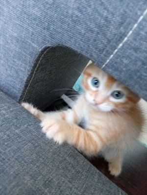 вот новенький питомец