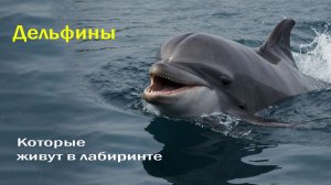 🌿 БОЛОТНЫЕ ПРИЗРАКИ 🐬 ДЕЛЬФИНЫ, КОТОРЫЕ ЖИВУТ В ЛАБИРИНТЕ 🌫️