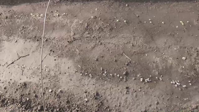 Взошла капуста в грунте