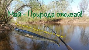 Рыбалка на спиннинг весной.Ловля Майских щук на реке 2026.