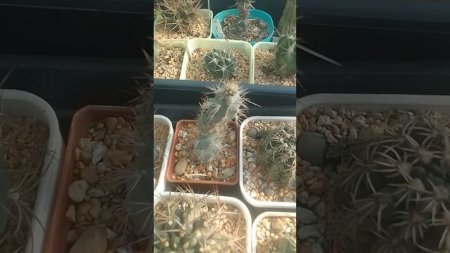 Кактусы весной, новые бутоны и приросты