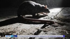 Вспышка смертельно опасной инфекции: дойдет ли до Кузбасса хантавирус?