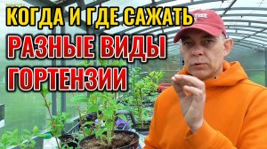 Никогда не сажай ГОРТЕНЗИИ раньше этого времени! ГОРТЕНЗИИ весной: идеальное время для посадки