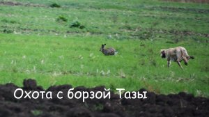 Охота с борзой Тазы