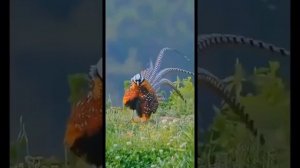 для настроения ))) всем хорошего дня!