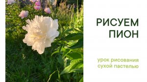 Рисуем белый пион пастелью. Урок рисования
