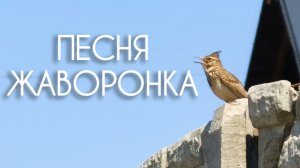 Песня жаворонка✅