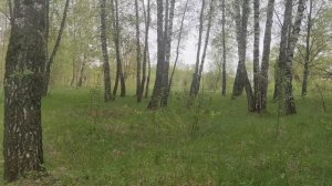 Природа лесная весной. Красиво. #смотриотдыхай