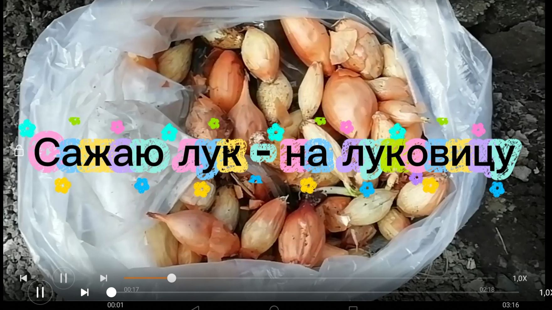 Сажаю лук - на луковицу
