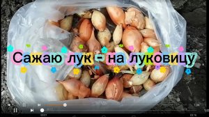 Сажаю лук - на луковицу