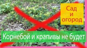 Корнебой и Крапивы не будет