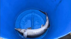 Зарыбление водоема