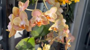 Лучшие ОРХИДЕИ из моей коллекции 🥰 Релакс-видео 🌸☀️🦋