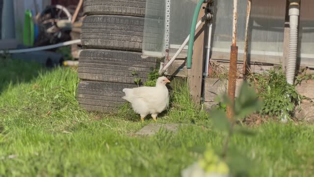 Курица на улице)