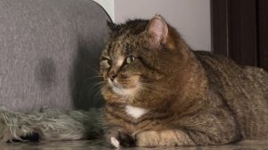 Дневник лесного кота Барсика «Смотрины и свадьба Барсика и Мани!» 10 февраля 2026 года