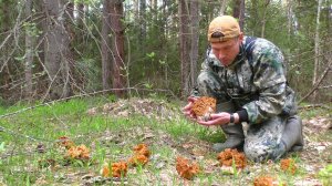 УШЁЛ В ЛЕС ПРОСТО ТАК, А НАШЁЛ КУЧУ ГРИБОВ! 🍄 Грибная удача
