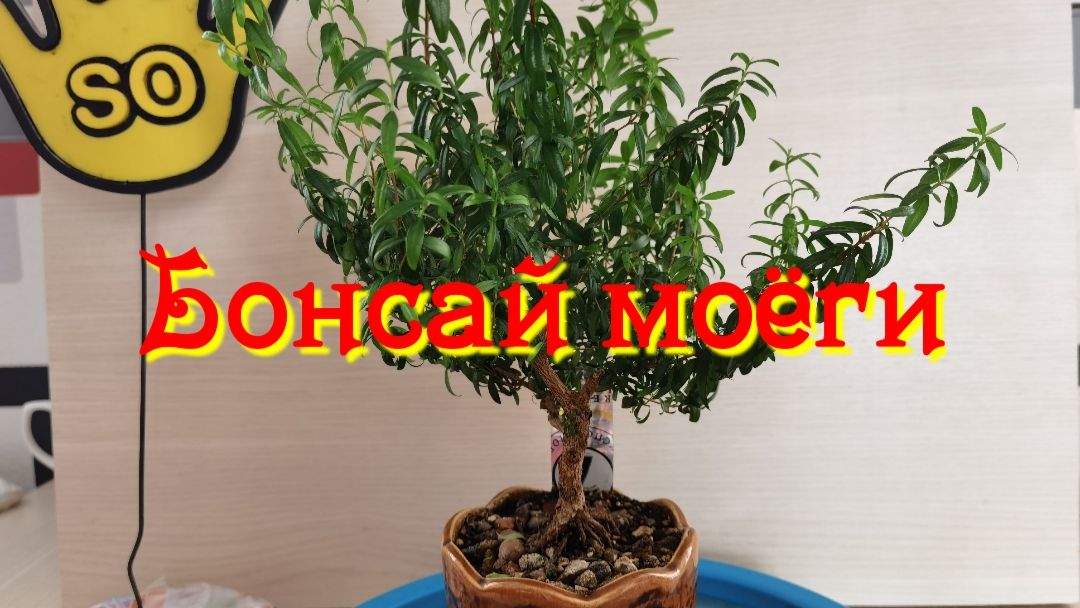 Моёги
