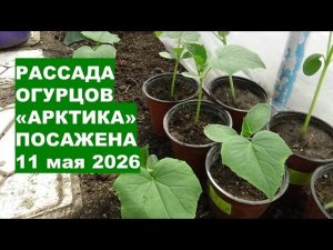 Особая Посадка Рассады Огурцов «Арктика» в Теплице 11 мая 2026?!