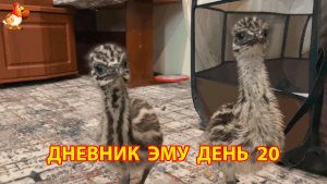 Дневник страусят Эму день 20