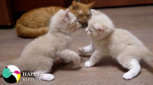 Мама заботливо ухаживает за милыми котятами, кормит их, играет и оберегает от опасностей.