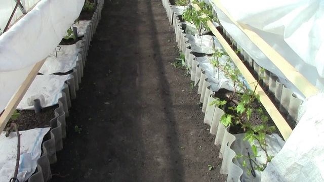 Муромцево 12 мая   2026 г  Морозная ночь на винограднике.