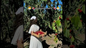 цыганская песня