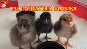 Три цыплёнка в 2 дня серый, чёрный и рыжий живут под лампой
