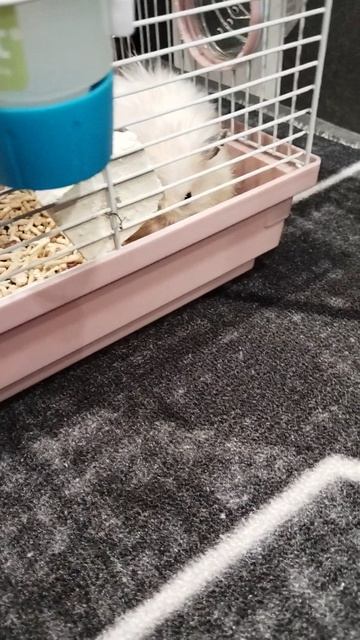 Мой хомяк Степа 🐹🐹🐹🐹🐹🐹🐹🐹🐹🐹🐹🐹🐹🐹🐹🐹🐹🐹🐹🐹🐹