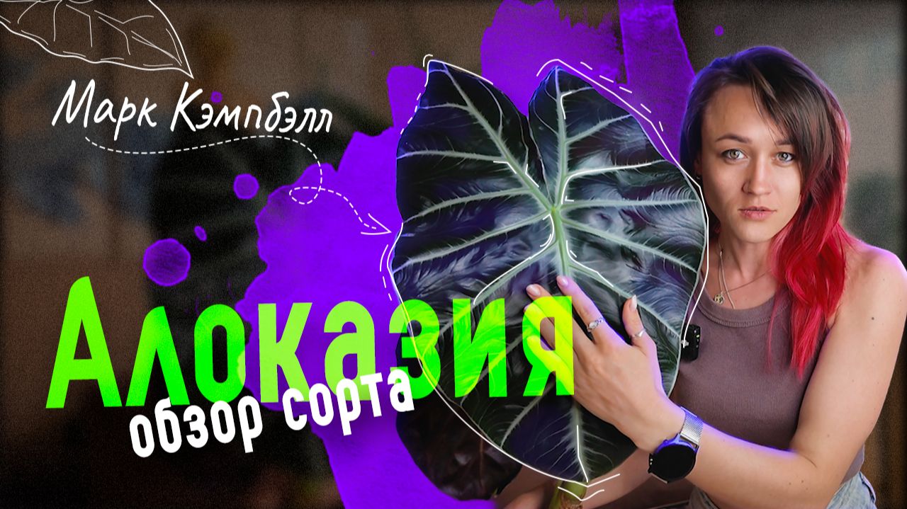 ☘️ АЛОКАЗИЯ Марк Кэмпбелл: ОБЗОР сорта, уход, переукоренение