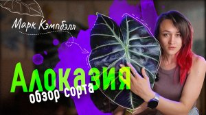 ☘️ АЛОКАЗИЯ Марк Кэмпбелл: ОБЗОР сорта, уход, переукоренение
